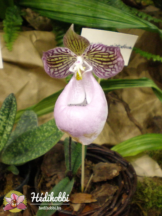 Orchidea kiállítás 2011.