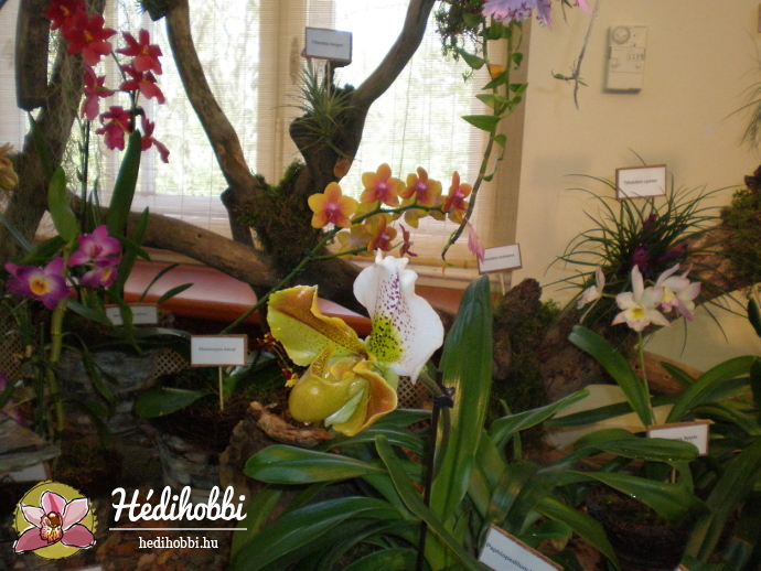 Orchidea kiállítás 2013.