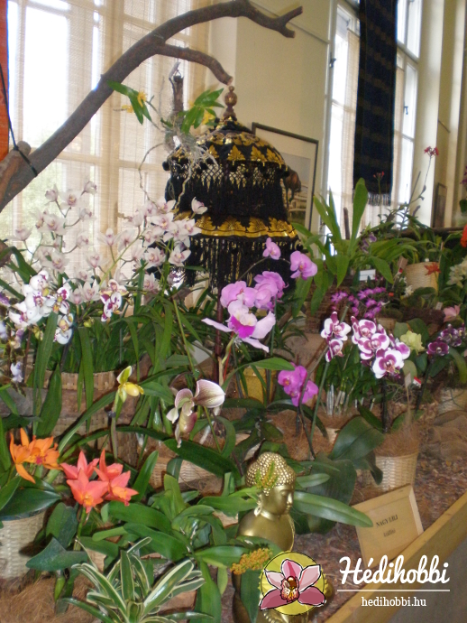 Orchidea kiállítás 2013.
