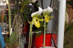 Paphiopedilum maudiae orchideák