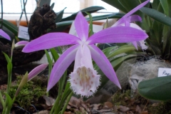 Pleione formosana