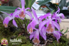 Pleione limprichtii
