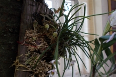 Holcoglossum flavescens