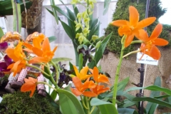 Rhyncattleanthe Young-min Orange 'Golden Satisfaction'
