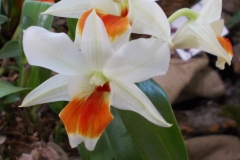 Dendrobium Dawn Maree