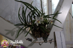 Holcoglossum flavescens
