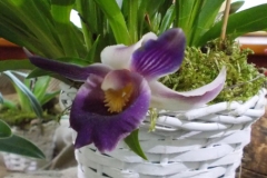 Pescatorea dayana x Cochleanthes discolor
