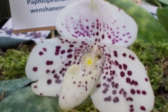 Paphiopedilum wenshanense