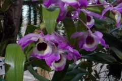 Dendrobium nobile 'Smokey'