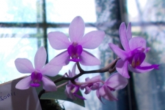 Phalaenopsis wilsonii
