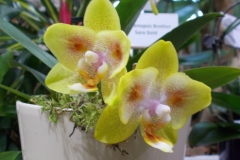 Phalaenopsis hibrid