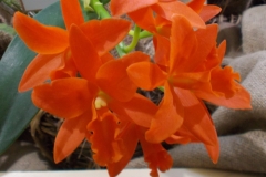 Blc. Young Min Orange 'Golden Satisfaction'