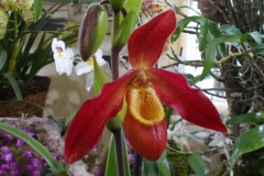 Paphiopedilum Elizabeth Castle
