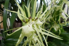 Brassia Rex